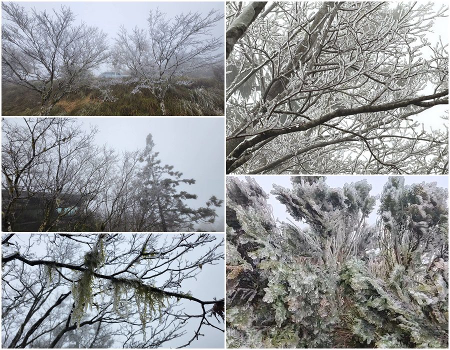 影音/持續低溫寒冷！太平山中午下冰霰 樹上掛滿霧淞